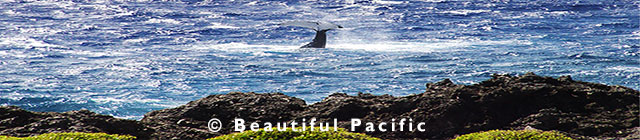 whale watching from the lagoon in rarotonga cook islands