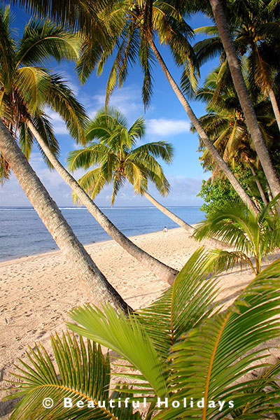 coconut palms in the south pacific islands