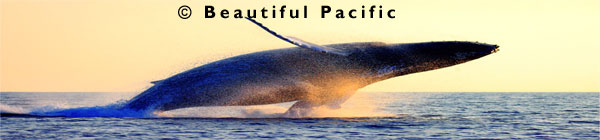 whale watching south pacific islands